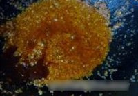 酥皮烤大虾的做法 步骤6