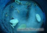 火爆腰花的做法 步骤8