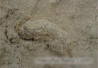香酥炸虾仁的做法 步骤4