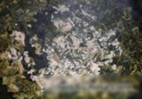 雪菜炒肉的做法 步骤12