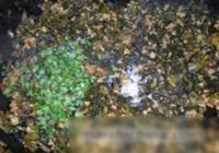 雪菜炒肉的做法 步骤15