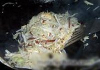 干煸豆干白菜的做法 步骤5