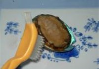 葱油鲍鱼的做法 步骤2