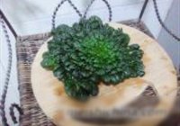 泡椒菊花菜的做法 步骤1