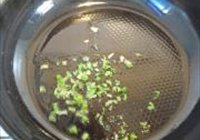 番茄豆丹的做法 步骤5