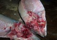 西湖醋鱼的做法 步骤6
