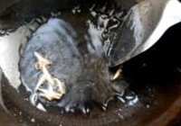 糖醋浇汁鱼的做法 步骤13