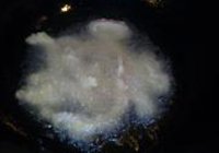 糖醋里脊的做法 步骤2