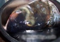 红烧鱼头炖豆腐的做法 步骤1