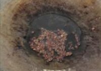 水煮鱼虾的做法 步骤12