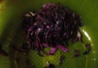 甘蓝焗芝士面包的做法 步骤6