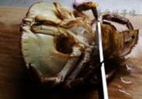 黄道蟹蒸米粉的做法 步骤7