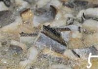 肉片炒鳗鲞的做法 步骤6