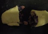 甘蓝焗芝士面包的做法 步骤13
