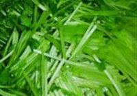 豆苗炒虾片的做法 步骤8