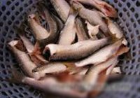 酥炸小鱼的做法 步骤1