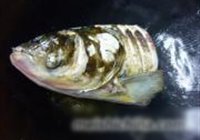 荠菜汤圆炖鱼头的做法 步骤3