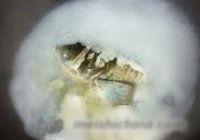 荠菜汤圆炖鱼头的做法 步骤4