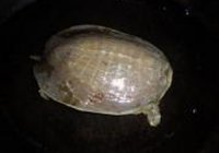 红烧甲鱼的做法 步骤1