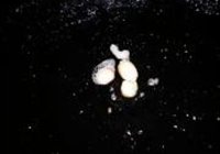 海鲜粉丝的做法 步骤7