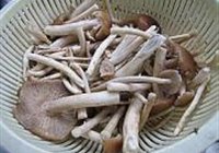 茶树菇牛骨煲的做法 步骤7