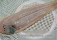 玉鳎烧萝卜的做法 步骤3