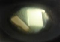 红酒煨牛舌的做法 步骤13