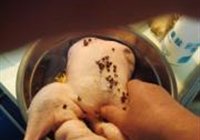 樟茶鸭的做法 步骤4