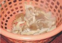 酱烧平菇的做法 步骤4