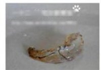 草菇虾球烩丝瓜的做法 步骤2