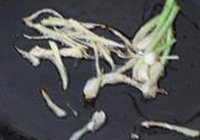 沙茶酱脆皮虾的做法 步骤5
