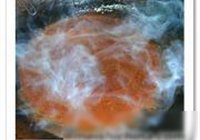 面筋扣肉的做法 步骤10