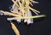 辣爆鲨鱼肠的做法 步骤6
