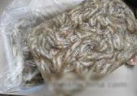 韭菜炒河虾的做法 步骤2