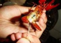 麻辣小龙虾的做法 步骤5