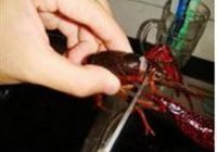麻辣小龙虾的做法 步骤3