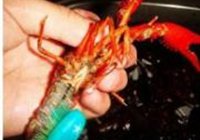 麻辣小龙虾的做法 步骤7