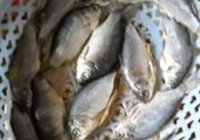 贴饼子熬小鱼的做法 步骤1