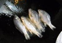 贴饼子熬小鱼的做法 步骤7