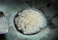 清蒸蒜茸开边虾的做法 步骤4