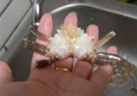 葱姜炒蟹的做法 步骤5