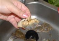 葱姜炒蟹的做法 步骤2