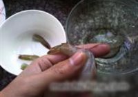 虾味珍珠丸子的做法 步骤4