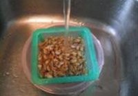 白灼黄米螺的做法 步骤1