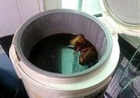 粟子卤猪脚的做法 步骤5