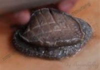港式卤鲍鱼的做法 步骤8