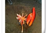 海鲶鱼烧豆腐的做法 步骤7