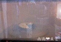 味增烤茄子的做法 步骤4