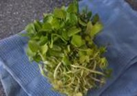 西洋菜圆子的做法 步骤1