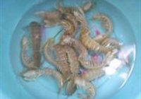 清蒸皮皮虾的做法 步骤1